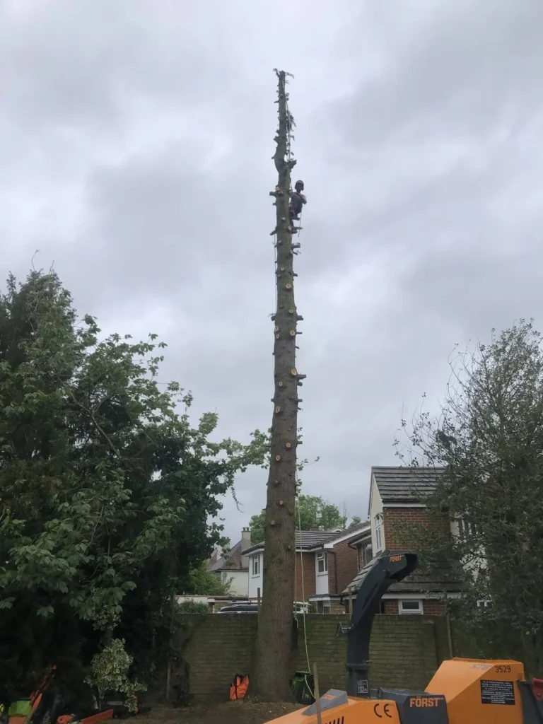 Tall tree stem left after branches were removed during dismantling