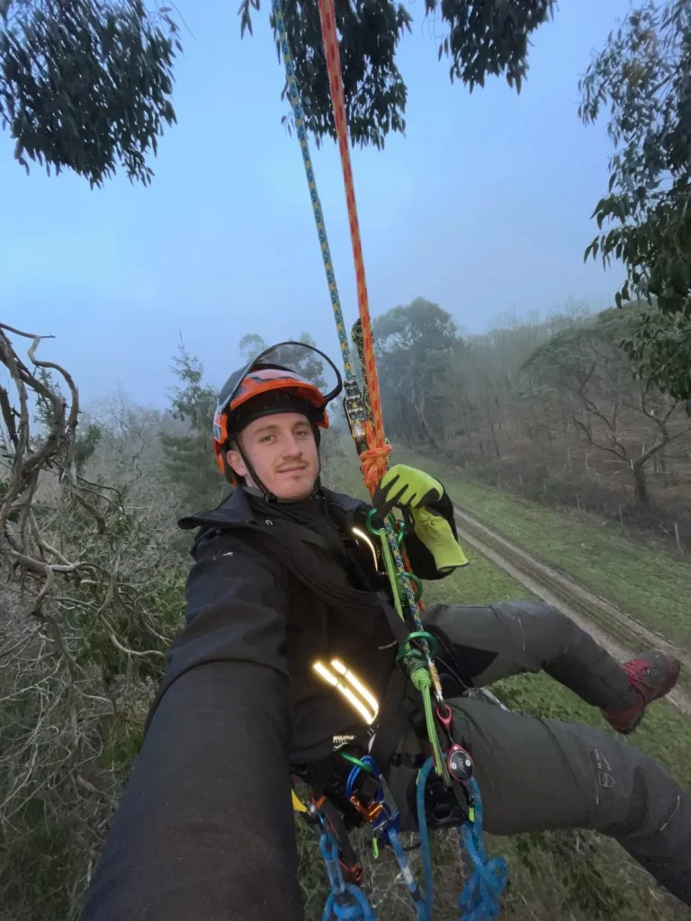 Tree surgeon ascending a climbing rope wearing helmet and harness